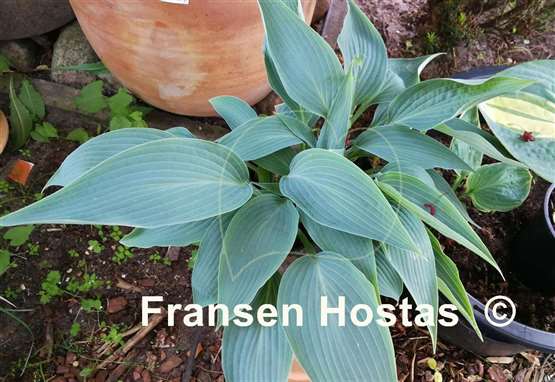 Hosta Valley's Blue Print